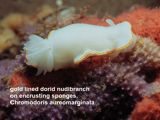 gold lined dorid nudibranch