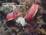 one gold-lined and two clown nudibranchs