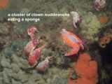 a cluster of clown nudibranchs eating a sponge