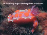 a large clown nudibranch