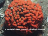 a tennisball-sized clump of minuscule bryozoa