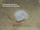 unidentified mollusc burrowing into the sand