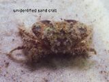 unidentified sand crab