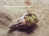 juvenile blue-hand hermit crab