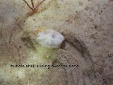 bubble shell sliding over the sand