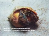 mature blue-hand hermit crab