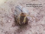 slender pillbox crab