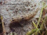 estuarine sand goby