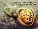 flat warty sea slug raiding eggs of another species