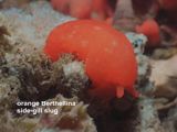 orange Berthellina side-gill slug