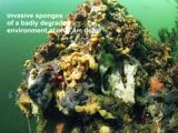 invasive sponges in an invasive environment