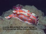 clown nudibranch eating a sponge