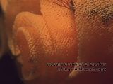 closeup of nudibranch eggs