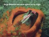 large Balanus barnacle