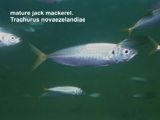 mature jack mackerel