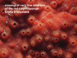 close-up of red capet sponge