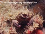 a well-camouflaged long-armed spider crab