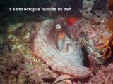 sand octopus