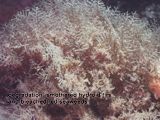 smothered hydroid firs and bleached red seaweeds