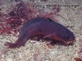 young red cod