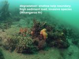 degradation: shallow kelp boundary