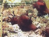 sea hare (Aplysia parvula)