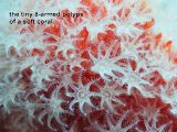 polyps of a soft coral