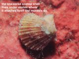 the one-eared scallop shell