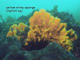 yellow slimy sponge