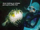 inflated porcupine puffer fish