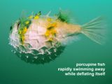 porcupine fish swimming away