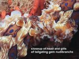close up of gem nudibranchs