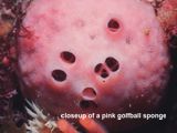 closeup of a pink golfball sponge