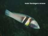 male Sandagers wrasse