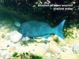 bluefish