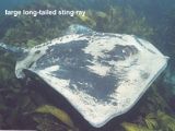 long-tailed sting ray