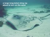 a large long-tailed sting ray