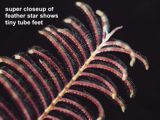 closeup of feather star