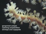 gorgonean polyps