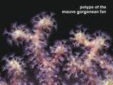 polyps of the mauve gorgonean fan
