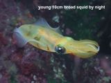 broad squid