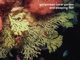 gorgonean coral garden