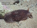 side-gill slug