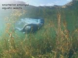 snorkeller amongst aquatic weeds