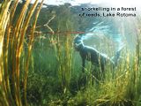 snorkelling in a forest of reeds, Lake Rotoma