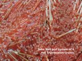 tube feet and spines of a red Tripneustes urchin