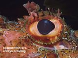 scorpionfish eye