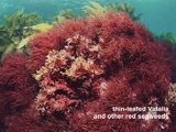 red seaweeds