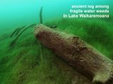 ancient log among weeds in Lake Waikaremoana