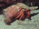 tropical anemone-carrying hermit